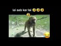 Monkey Funny Videos Monkey Comedy Videos Beat Hd Videos