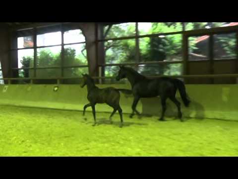 Esco Star von Escolar - Caprimond - Rubinstein