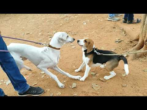 Beagle and Hound dog playing at Dogs Park Necklace Road 02 Jan 2022