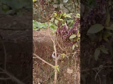 soo beautiful and beautiful flowers 🥰 🥰 🥰