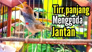 Download lagu PRENJAK BETINA | PRENJAK BETINA Gacor panjang istimewa menggoda PRENJAK JANTAN | mp3 Download lagu PRENJAK BETINA | PRENJAK BETINA Gacor panjang istimewa menggoda PRENJAK JANTAN | mp3
