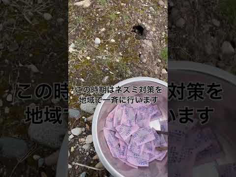 白酢を使ってネズミを駆除する方法は？自然で効果的なヒント  庭園