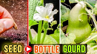 Growing Calabash Bottle Gourd Time Lapse (Seed To Fruit In 68 Days)