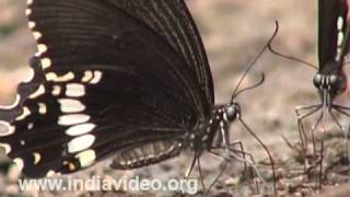 Common Mormon or Papilio polytes