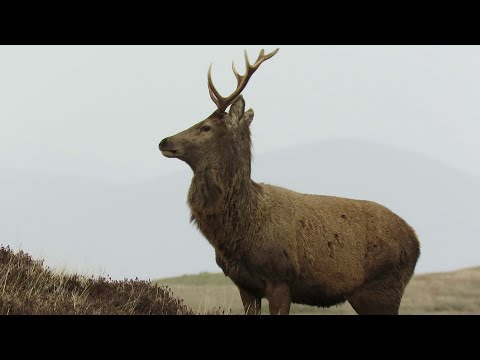 Red Deer Stag in Lochmaddy