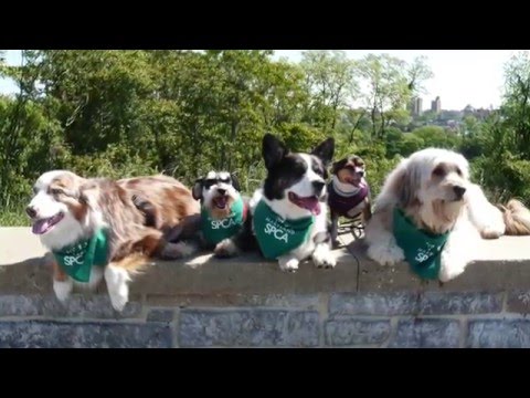 2016 March For The Animals