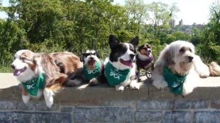 2016 March for the Animals