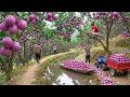 Harvesting 1000+ kg of Purple Pomelos and Transporting Them All to the Village Market for Sale DEFAULT Thumbnail