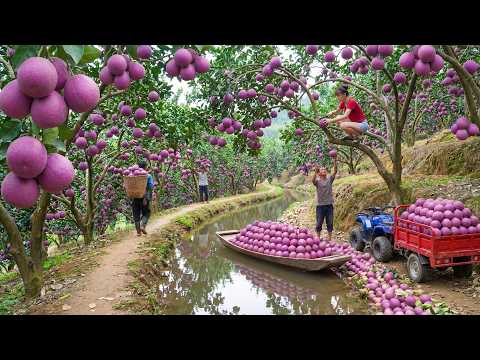Harvesting 1000+ kg of Purple Pomelos and Transporting Them All to the Village Market for Sale