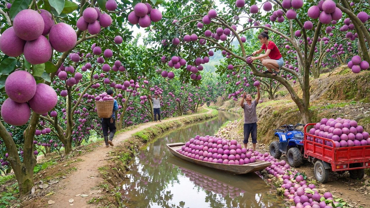 Harvesting 1000+ kg of Purple Pomelos and Transporting Them All to the Village Market for Sale