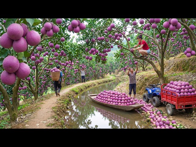 Harvesting 1000+ kg of Purple Pomelos and Transporting Them All to the Village Market for Sale SDDEFAULT Thumbnail