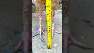 Download lagu Which sixe is this rooster #youtubeshorts #aseelmurga #shorts #rooster #viralvideo #animals #ayam mp3