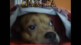 Honey cocaine chichi get the yayo