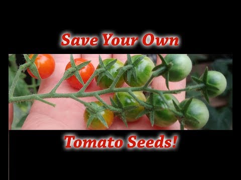 Solutions To Blossom End Rot In Tomatoes etc