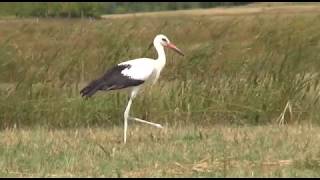 HÍREK A TERMÉSZETBŐL