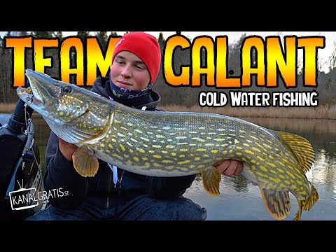 Pike and Perch Attacks in Shallow Water | Team Galant (English Subtitles)