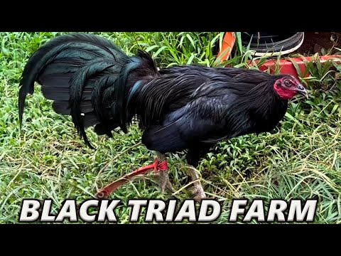 Beautiful Black Birds - Triad Farm in Hawaii