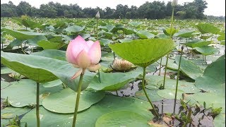 preview picture of video 'পদ্ম বিল, ঘাগুটিয়া, ব্রাহ্মণবাড়িয়া'