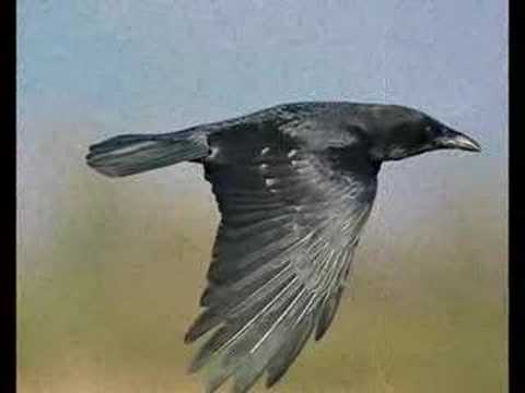 Neshter 2008 ( Iki yuzlu maymunlara )