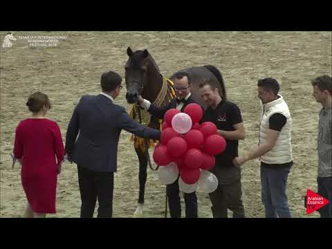 N.249 EQUATOR - GOLD - Stallions Championship