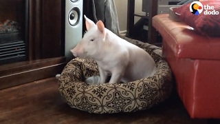 Rescue Pig&#39;s Parents Are Obsessed With Her | The Dodo