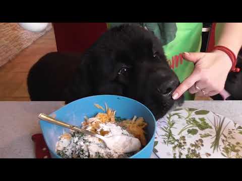 download lagu mp3 mp4 Raw Dog Food Newfoundland, download lagu Raw Dog Food Newfoundland gratis, unduh video klip Raw Dog Food Newfoundland