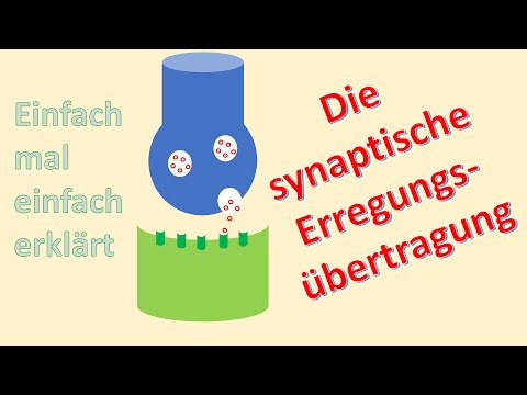 Einfach erklärt: Die synaptische Übertragung