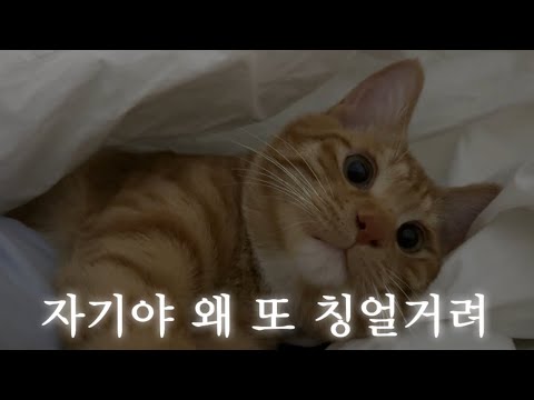 유혹의 소나타 임망고(24년생)
