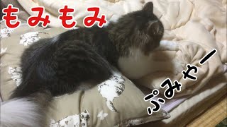 全力でもみもみして甘えてくる猫、プンくん。