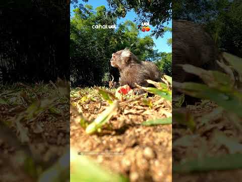 Sagui é filmado em banquete fofo com fruta fresca no Rio de Janeiro