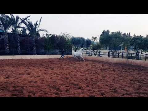 الفحل المصري كنز البيداء  Kenz Al Baydaa