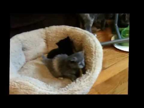 30SEP2015. Kittens born 04SEP2015. Healthy five bouncing along