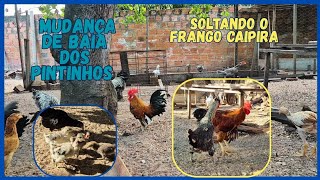 Momentos das galinhas no quintal 