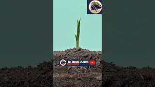 Download lagu Jarak pupuk tugal tanaman#gardening #garden mp3 Download lagu Jarak pupuk tugal tanaman#gardening #garden mp3