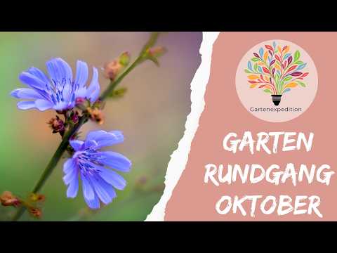 Gartenrundgang Oktober: Wildblumenwiese & Spätblüher im Fokus