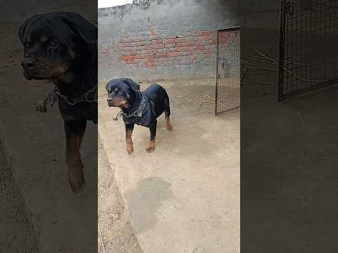 rottweiler dog attack #viral #ytshorts #trending #shorts #puppy #dog