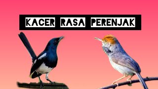 Download lagu KACER RASA PRENJAK,bikin KACER LANGSUNG EMOSI  GACOR DAN TARUNG mp3