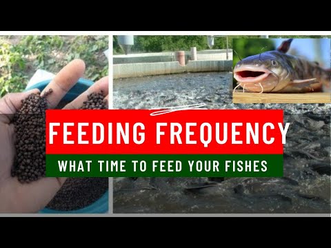 When to feed your Catfish: Feeding frequency on Catfish Farming #catfishfarm #feeding