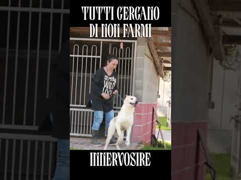 Video di POKER