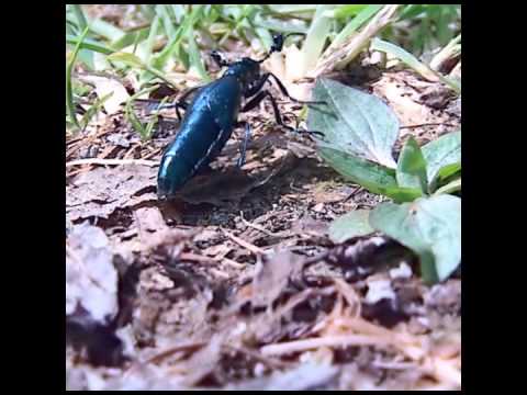 山里の春