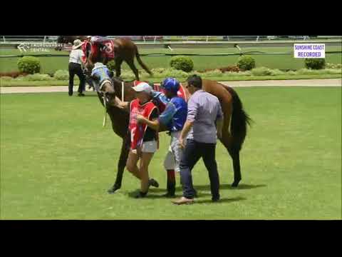 Sir Barnabus - Sunshine Coast Mounting Yard
