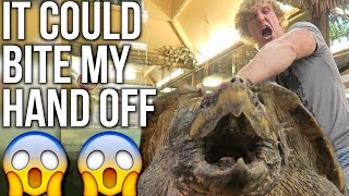 200 POUND ALLIGATOR-SNAPPING TURTLE!