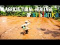 Sri Lankan Agricultural Heritage Sri Lankan Village Life Sri Lanka Paddy Fields Travel Ceylon