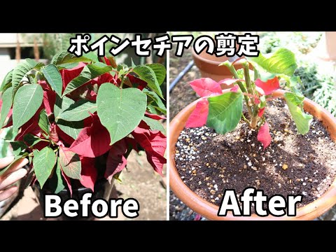 ポインセチアを再び咲かせる方法は次のとおりです。 植物