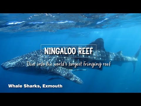 Ningaloo Reef