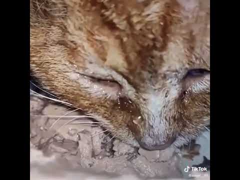 Why this cat crying while eating meat mud? 🥺