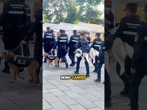 Husky as a police dog be like...