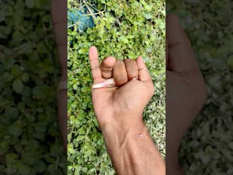 the largest shiny beetle I have ever found of itskind#insects#nature# beautifulinsects🐜🦎