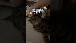 預かって1週間、完全にメロメロになりました#猫 #預かり猫 #兄弟猫 #猫vlog #shorts
