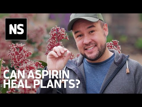 Can Aspirin Give Your Garden a Boost?